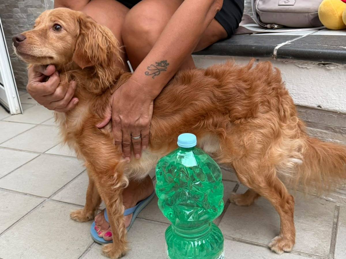 Adotta un cane, maschio, 2 anni e 8 mesi, Caserta