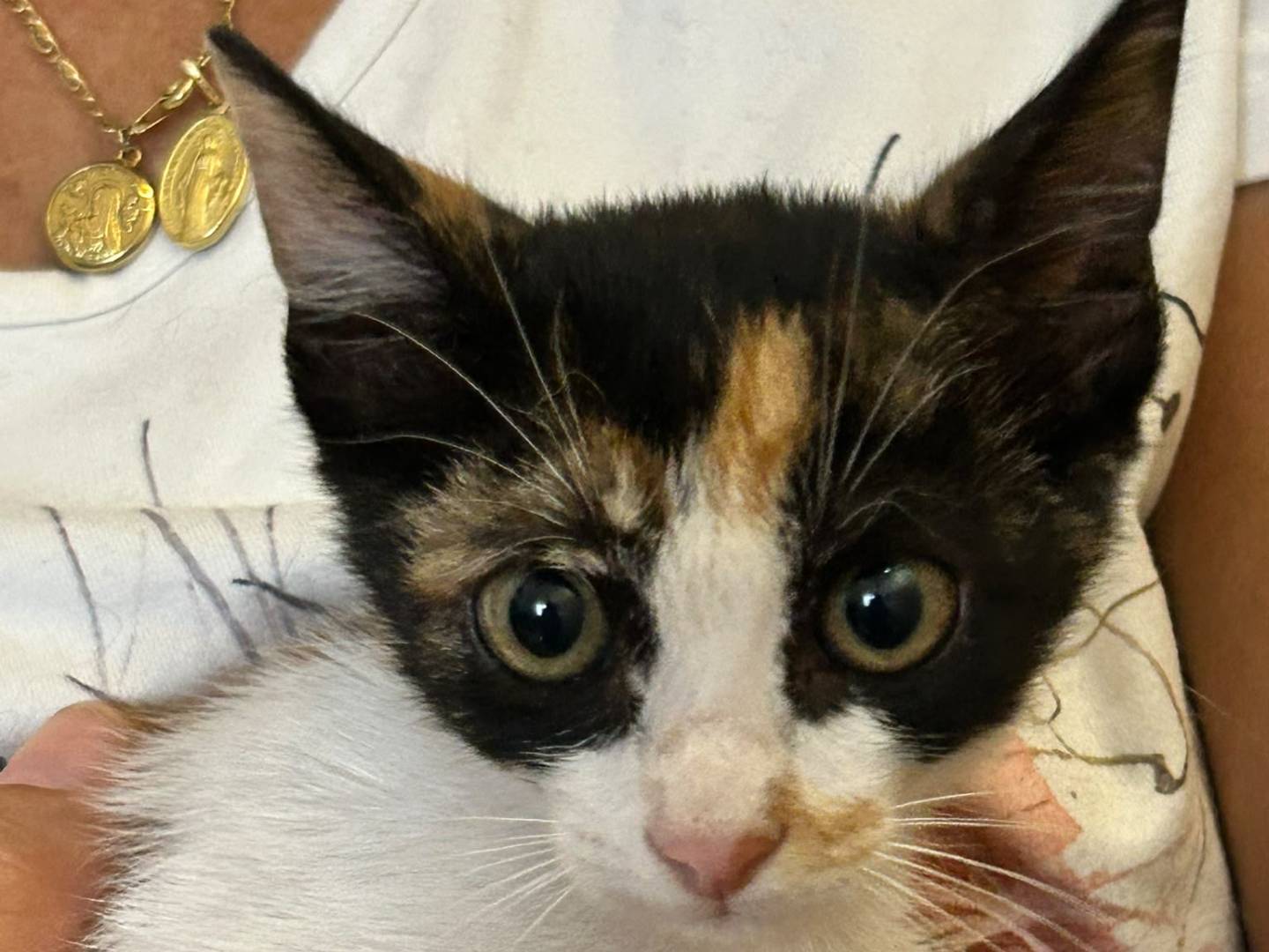 Adozione gatto, femmina, Razza sconosciuta Razza sconosciuta, 2 mesi, taglia non valida, Bari