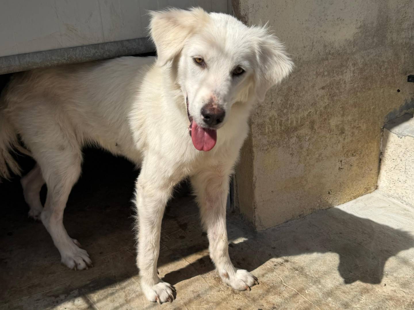 Adotta un cane, femmina, 1 anno, Bari