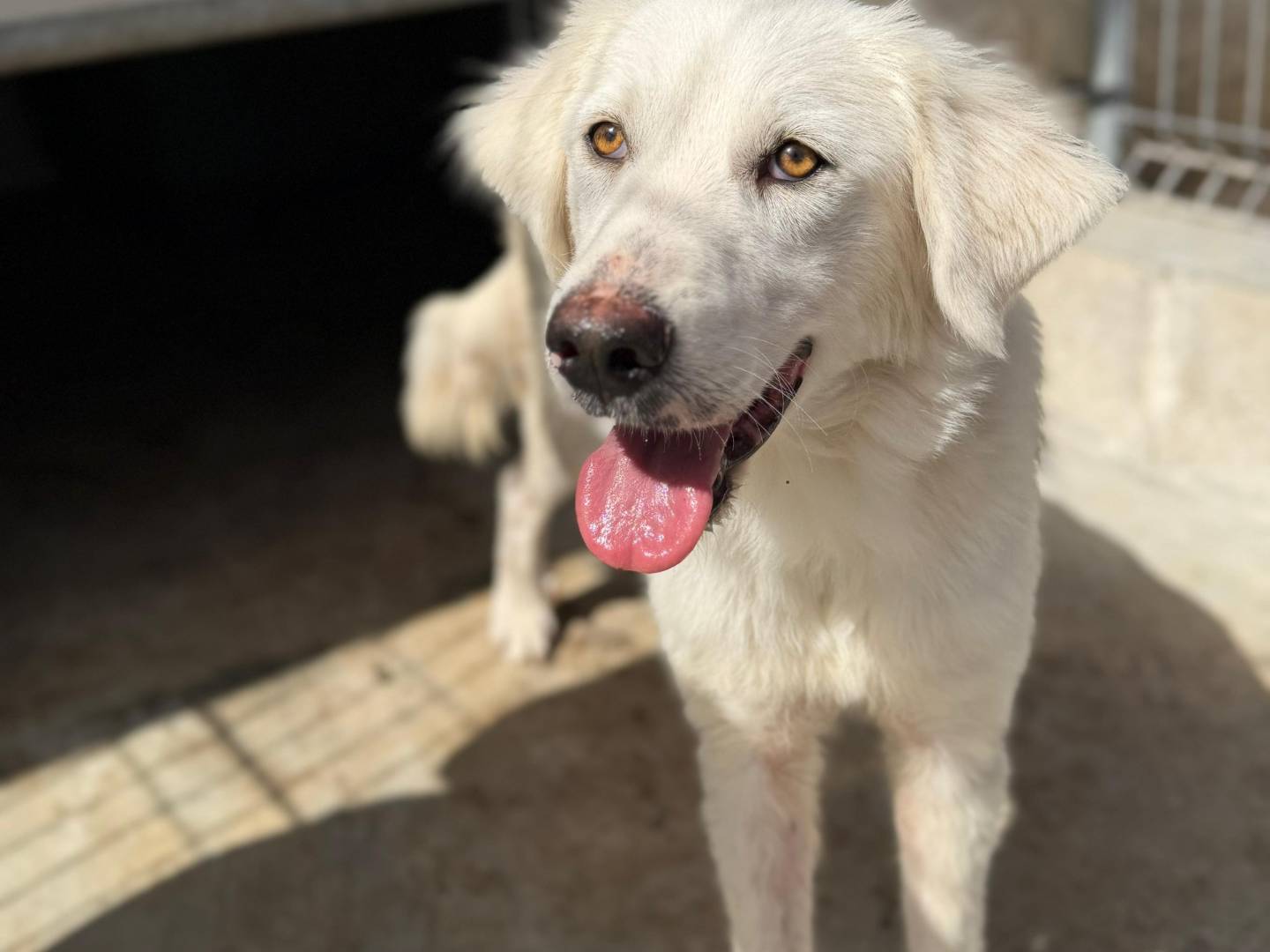 Adozione cane, femmina, Razza sconosciuta Razza sconosciuta, 1 anno, taglia media contenuta, Bari
