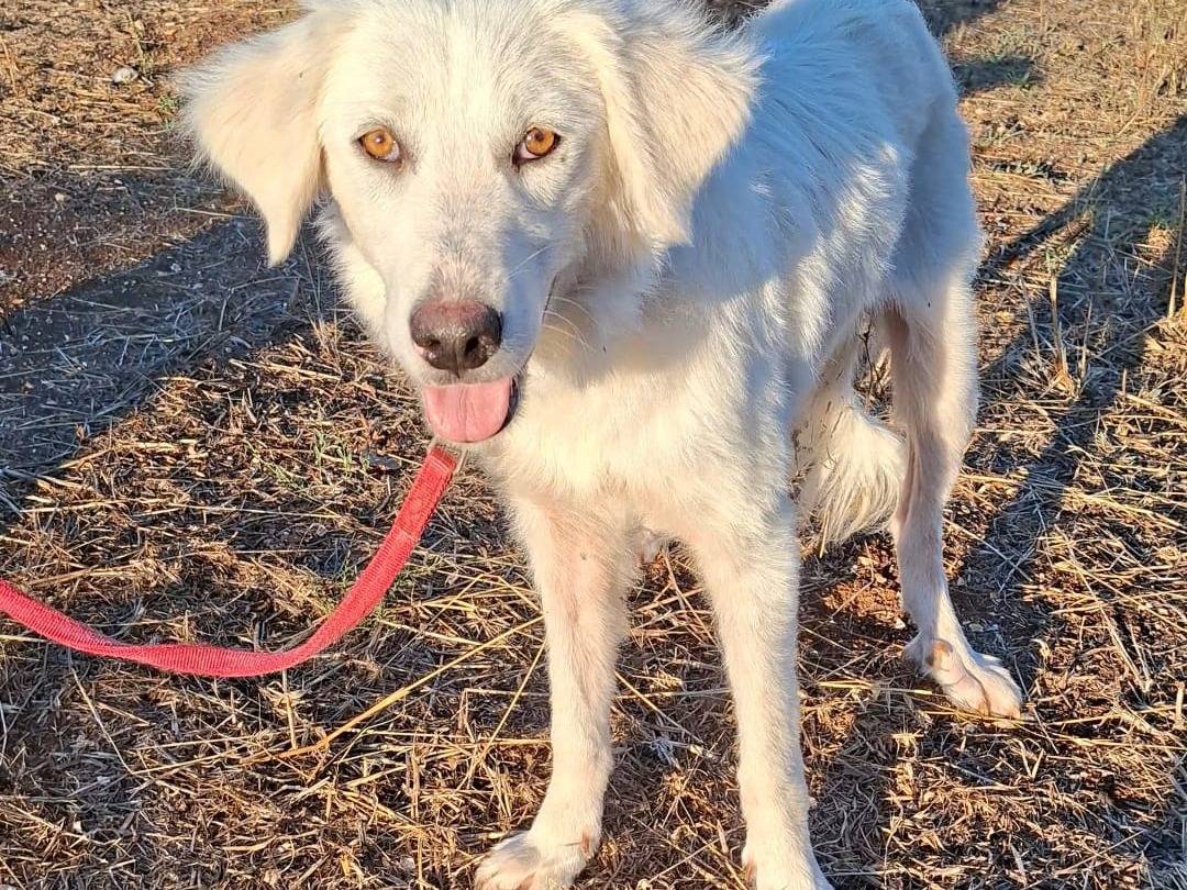 Adotta un cane, taglia media contenuta, femmina, Bari