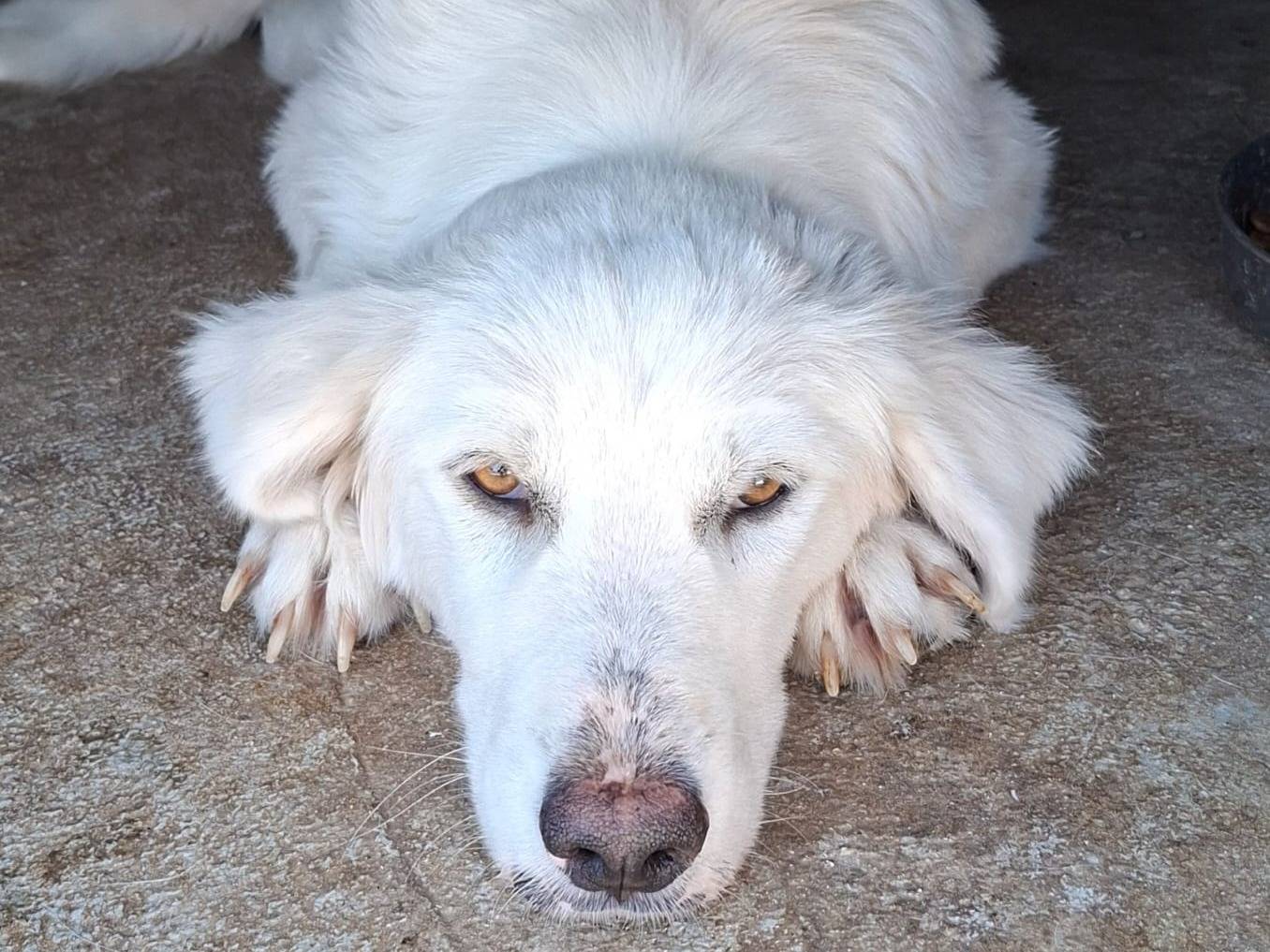 Vuoi adottare un cane a Bari?
