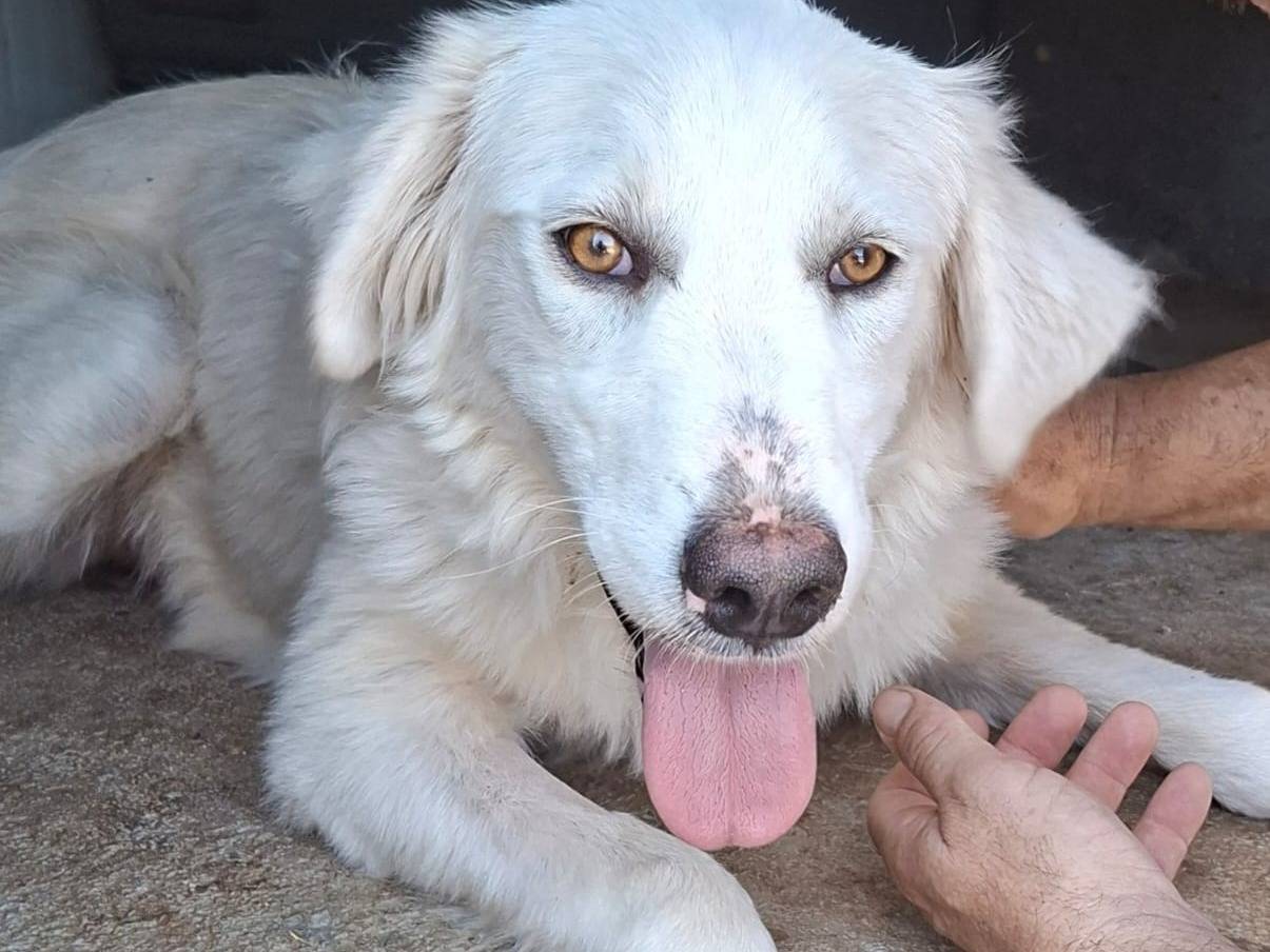 Adotta il cane lucilla a Bari