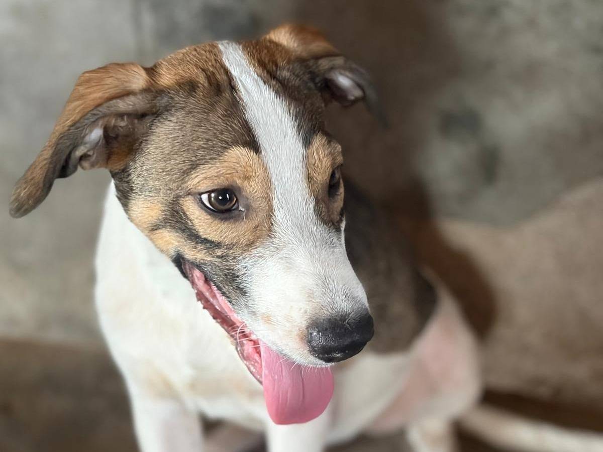 Adozione cane, maschio, Razza sconosciuta Razza sconosciuta, 5 mesi, taglia media, Siracusa