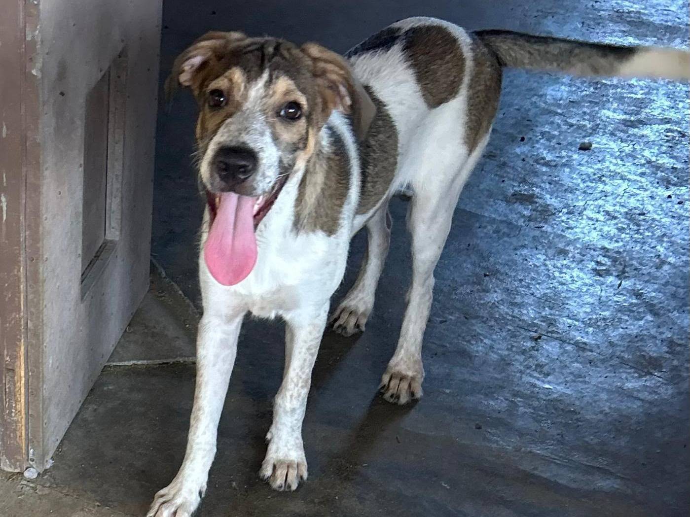 Adotta un cane, taglia media, maschio, Siracusa