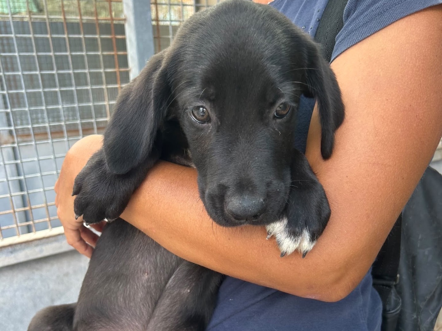 Adozione cane, maschio, Razza sconosciuta Razza sconosciuta, 2 mesi, taglia media, Trapani