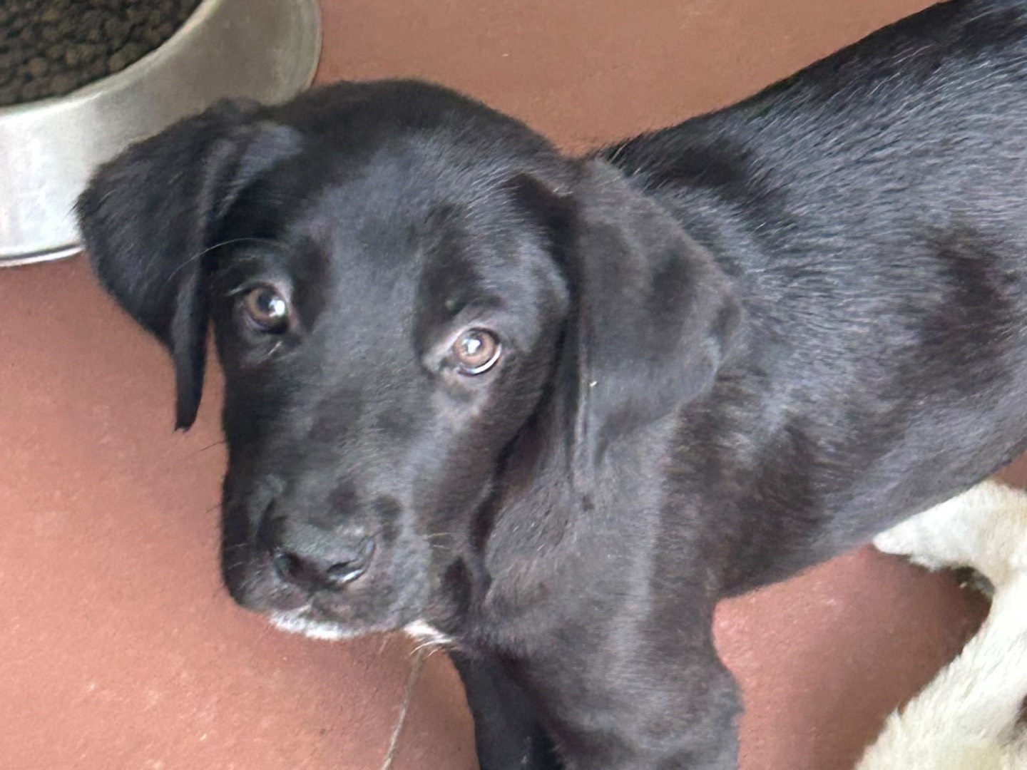 Adotta un cane, maschio, 2 mesi, Trapani