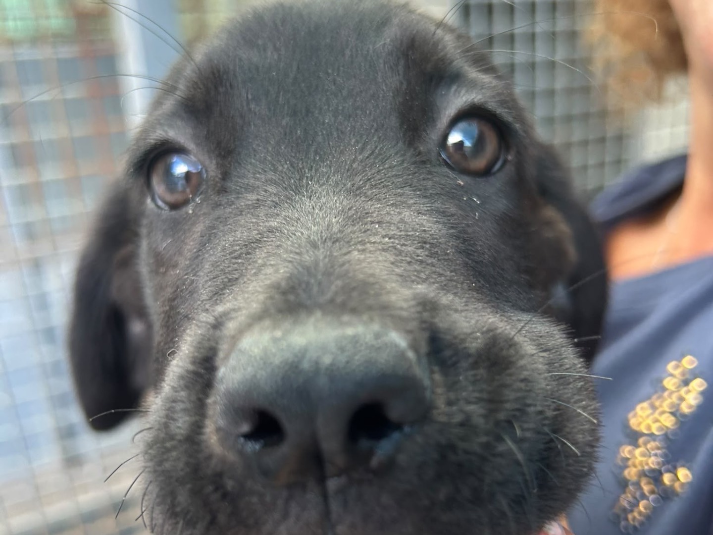 Adotta un cane, taglia media, maschio, Trapani