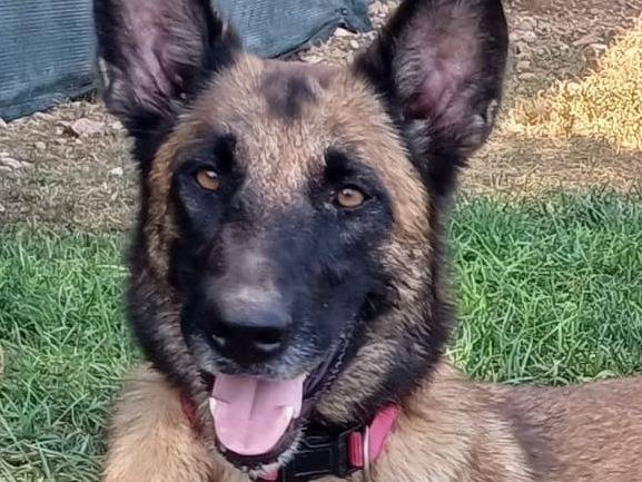 Vuoi adottare un cane a Mantova?