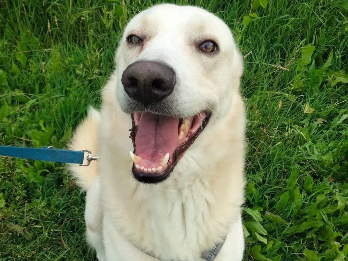 Vuoi adottare un cane a Monza?