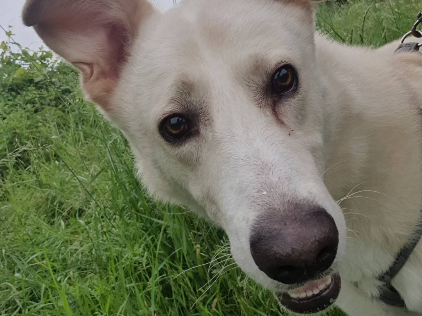 Adotta il cane Oliver a Monza