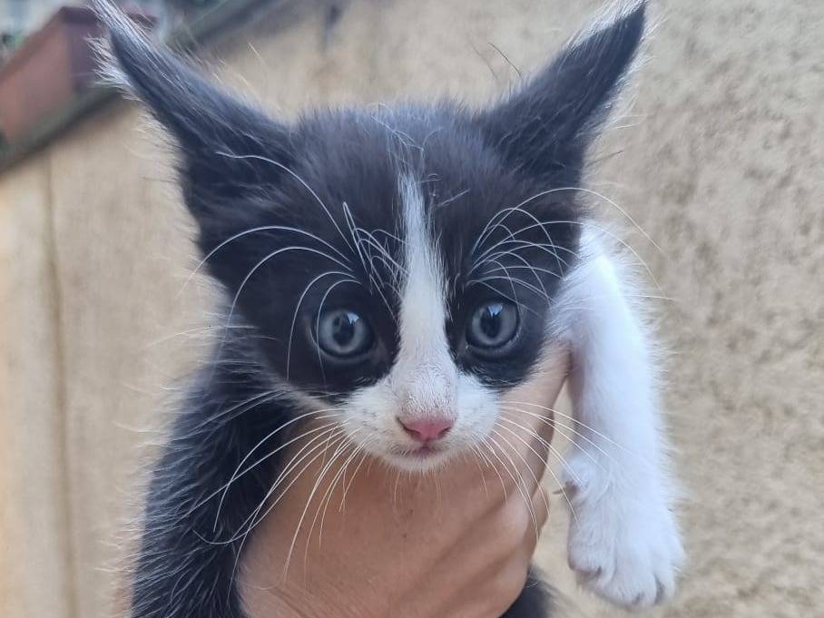 Adozione gatto, maschio, Razza sconosciuta Razza sconosciuta, 2 mesi, taglia non valida, Roma