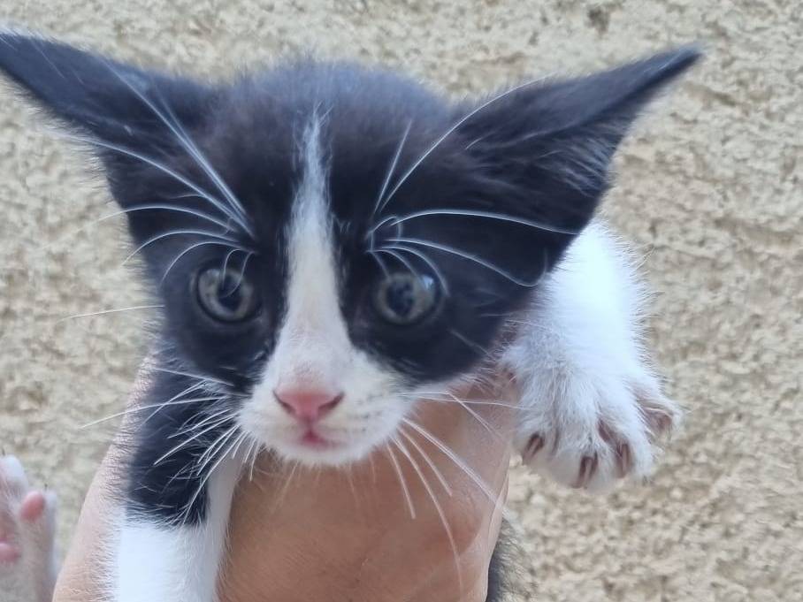 Adotta un gatto, maschio, 2 mesi, Roma