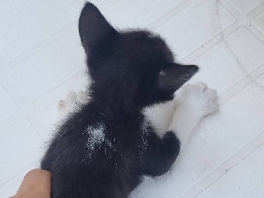 Adotta un gatto, taglia non valida, maschio, Roma
