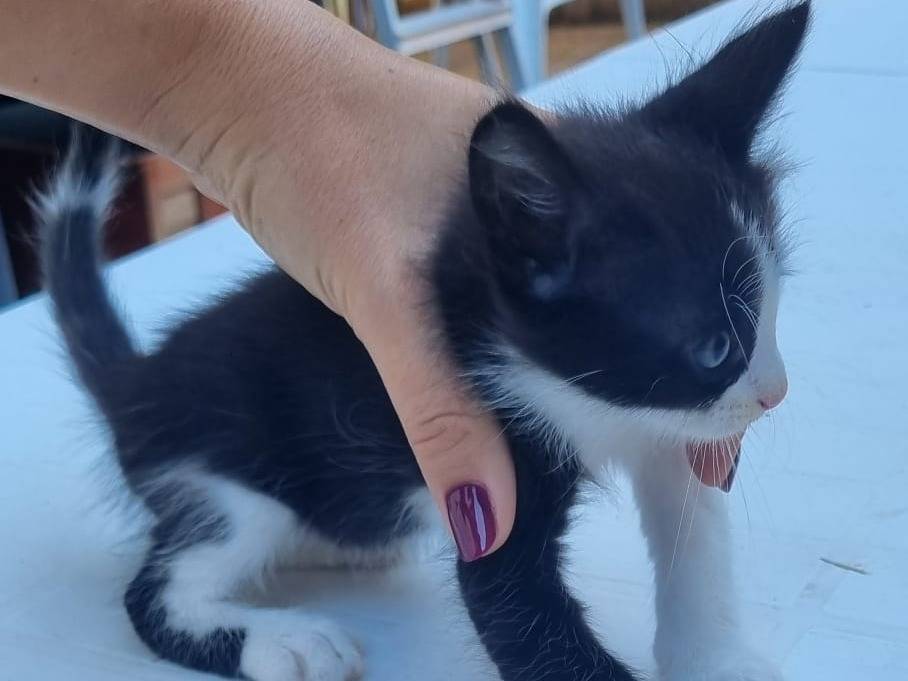 Vuoi adottare un gatto a Roma?