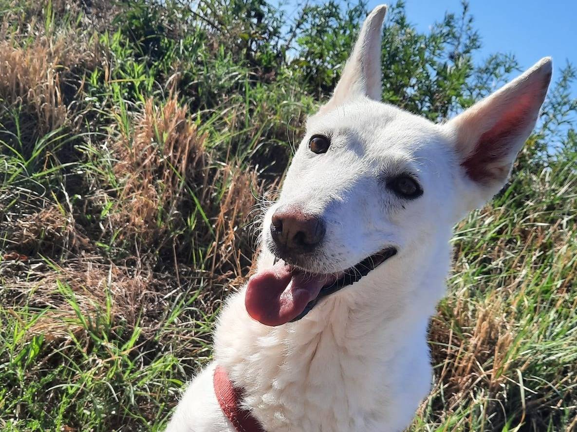 Adotta il cane Ofelia a Varese