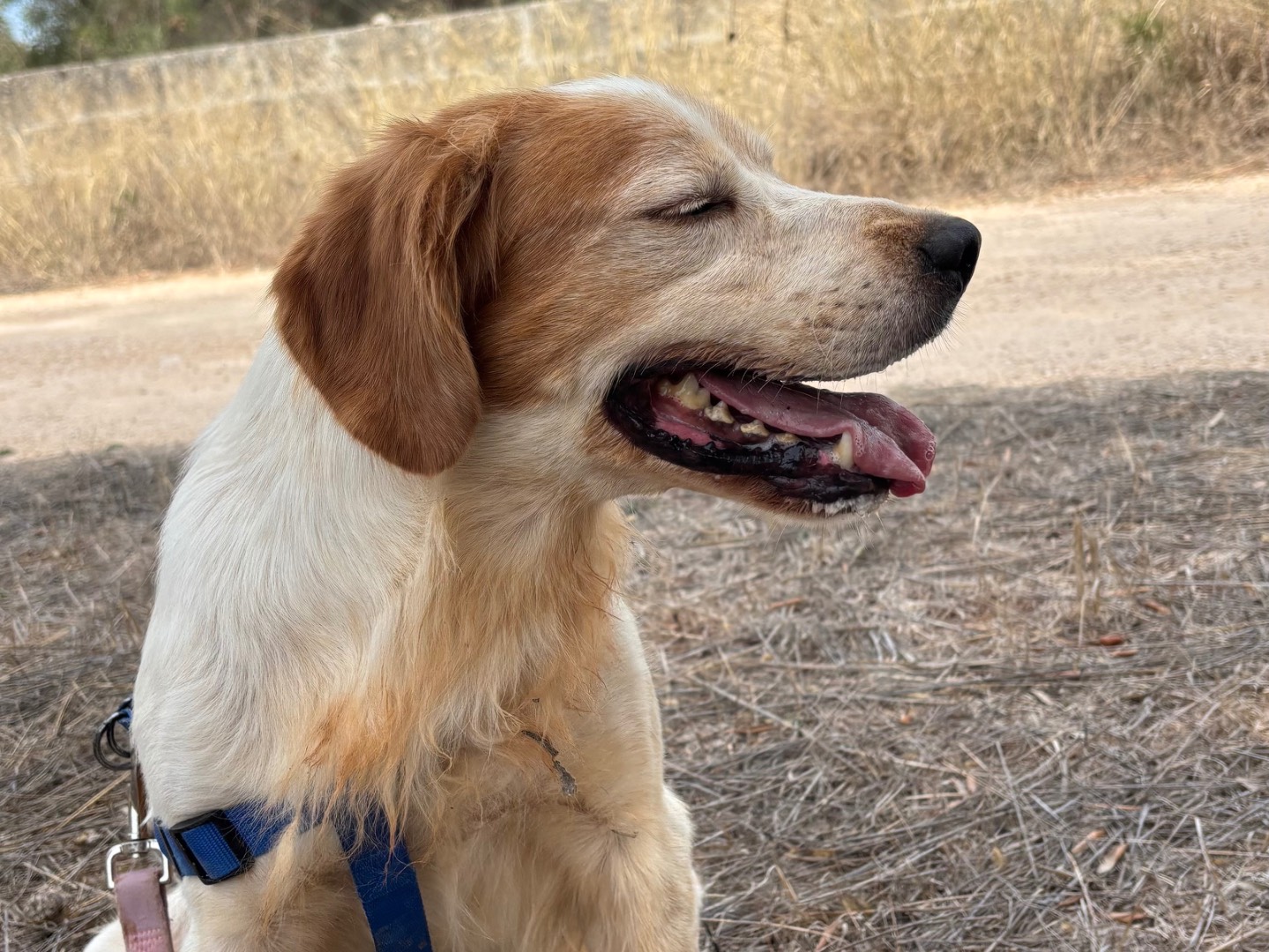 Adotta un cane, maschio, 7 anni e 4 mesi, Taranto