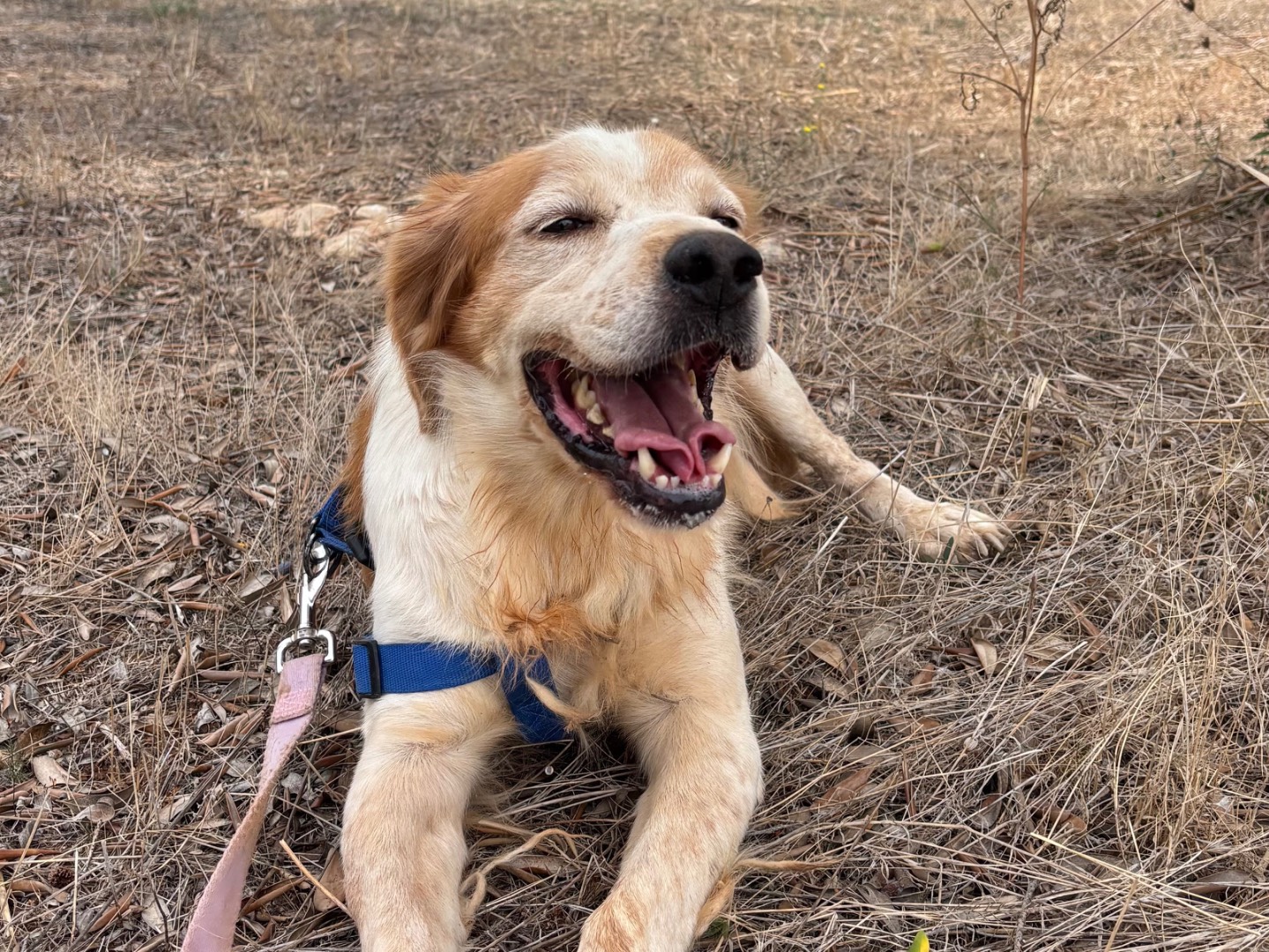 Adozione cane, maschio, Breton Razza sconosciuta, 7 anni e 4 mesi, taglia media, Taranto