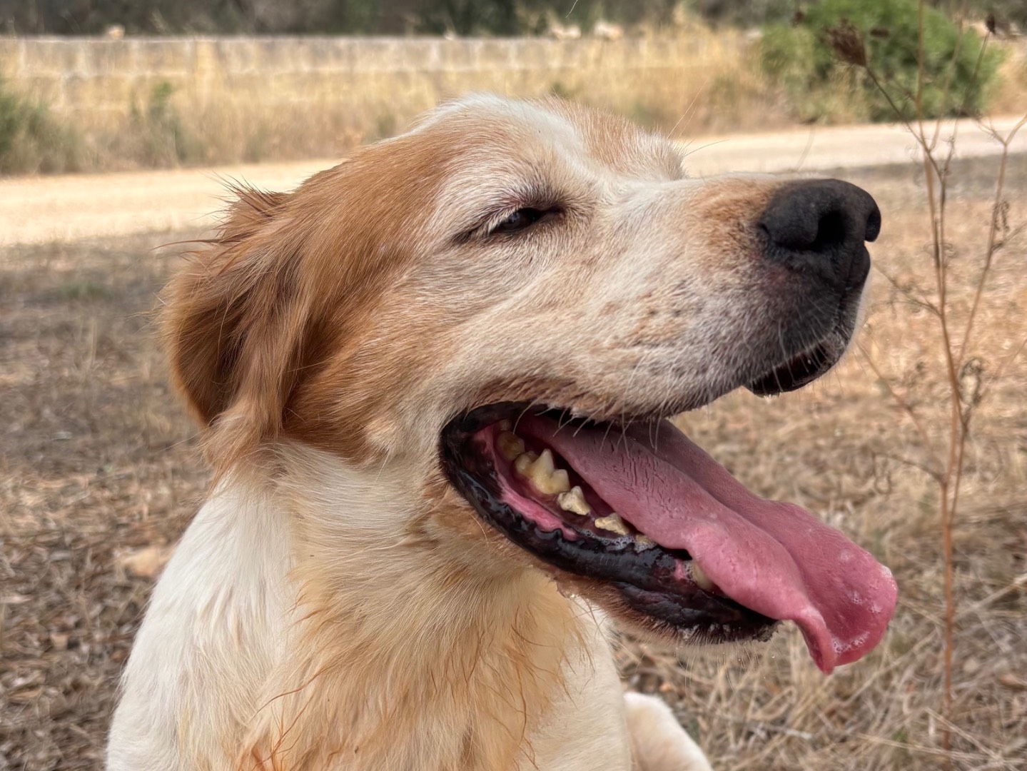 Adotta un cane, taglia media, maschio, Taranto