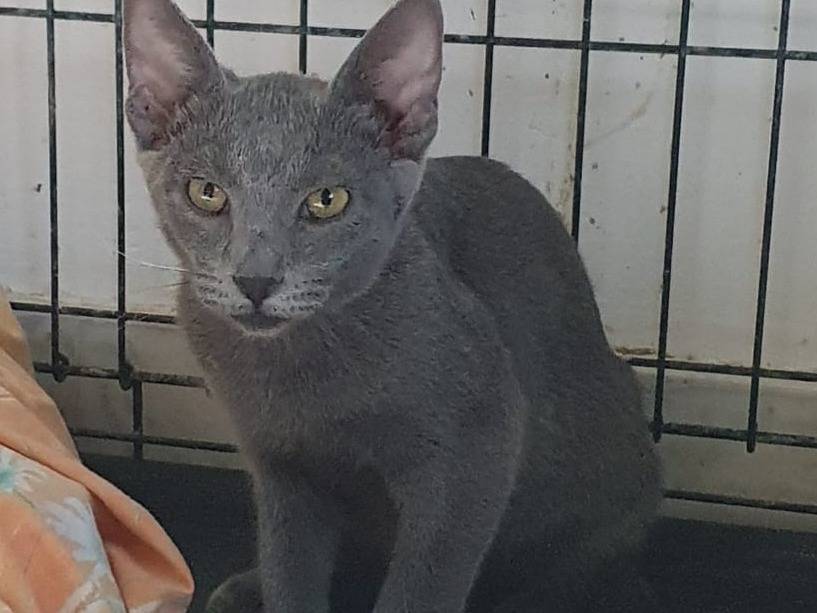 Vuoi adottare un gatto a Brescia?