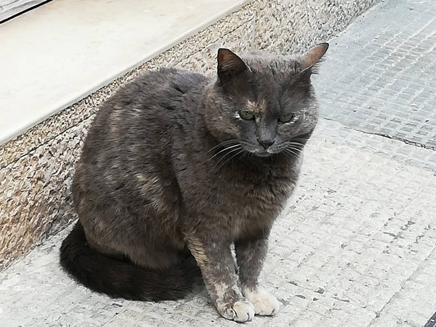Foto 2 dell'animale