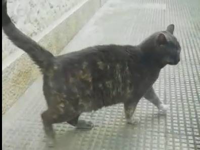 Foto 3 dell'animale
