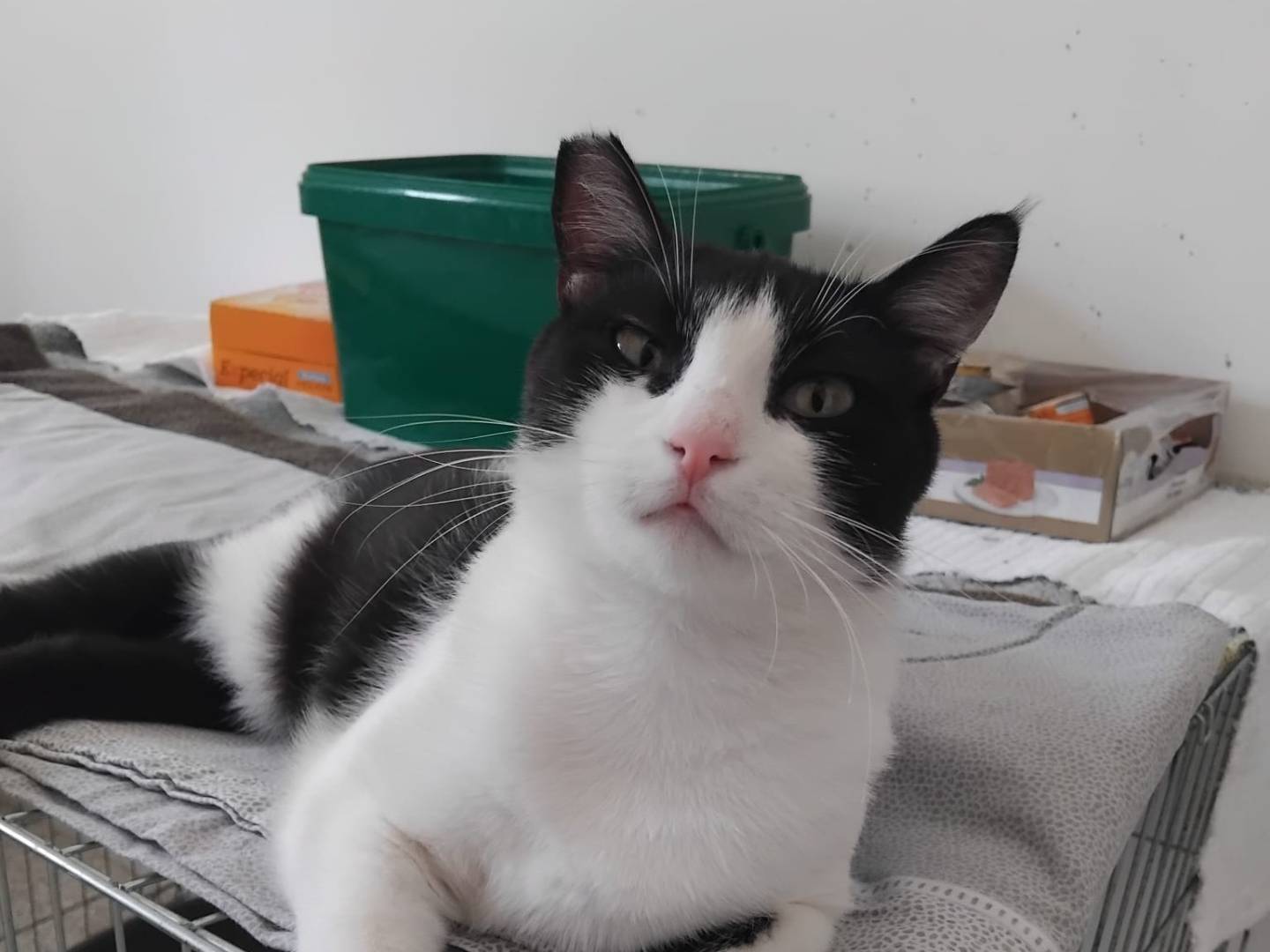 Adozione gatto, femmina, Razza sconosciuta Razza sconosciuta, 6 anni e 8 mesi, taglia non valida, Brescia