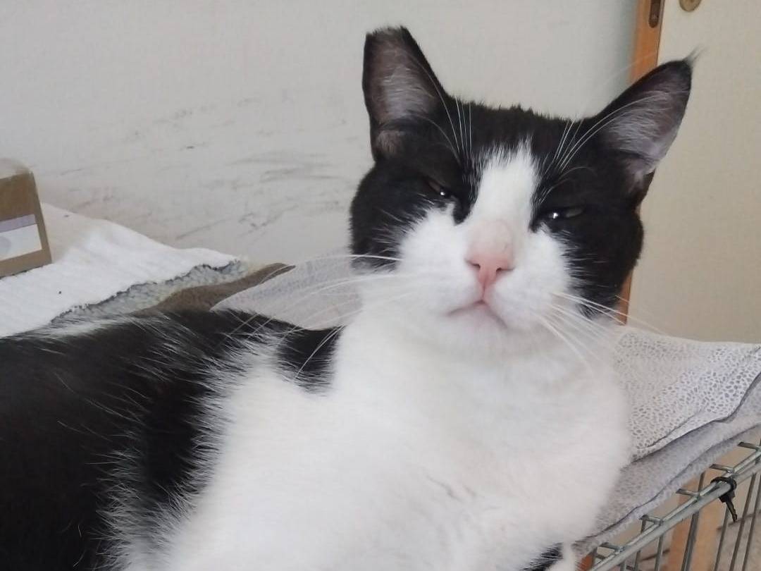 Adotta un gatto, femmina, 6 anni e 8 mesi, Brescia