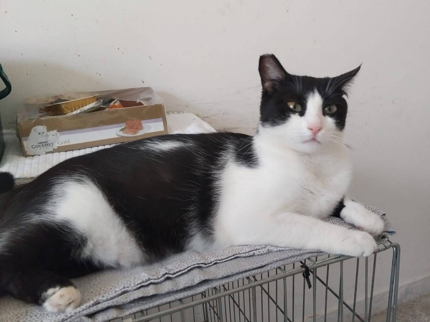 Adotta un gatto, taglia non valida, femmina, Brescia