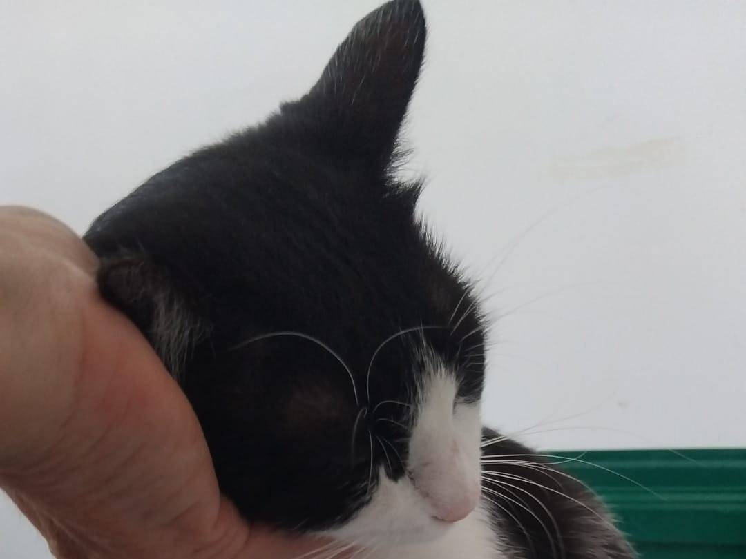 Adotta il gatto Sissi a Brescia