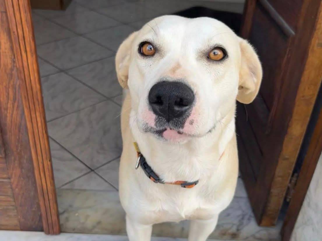 Adozione cane, femmina, Razza sconosciuta Razza sconosciuta, 6 anni e 2 mesi, taglia media, Cosenza