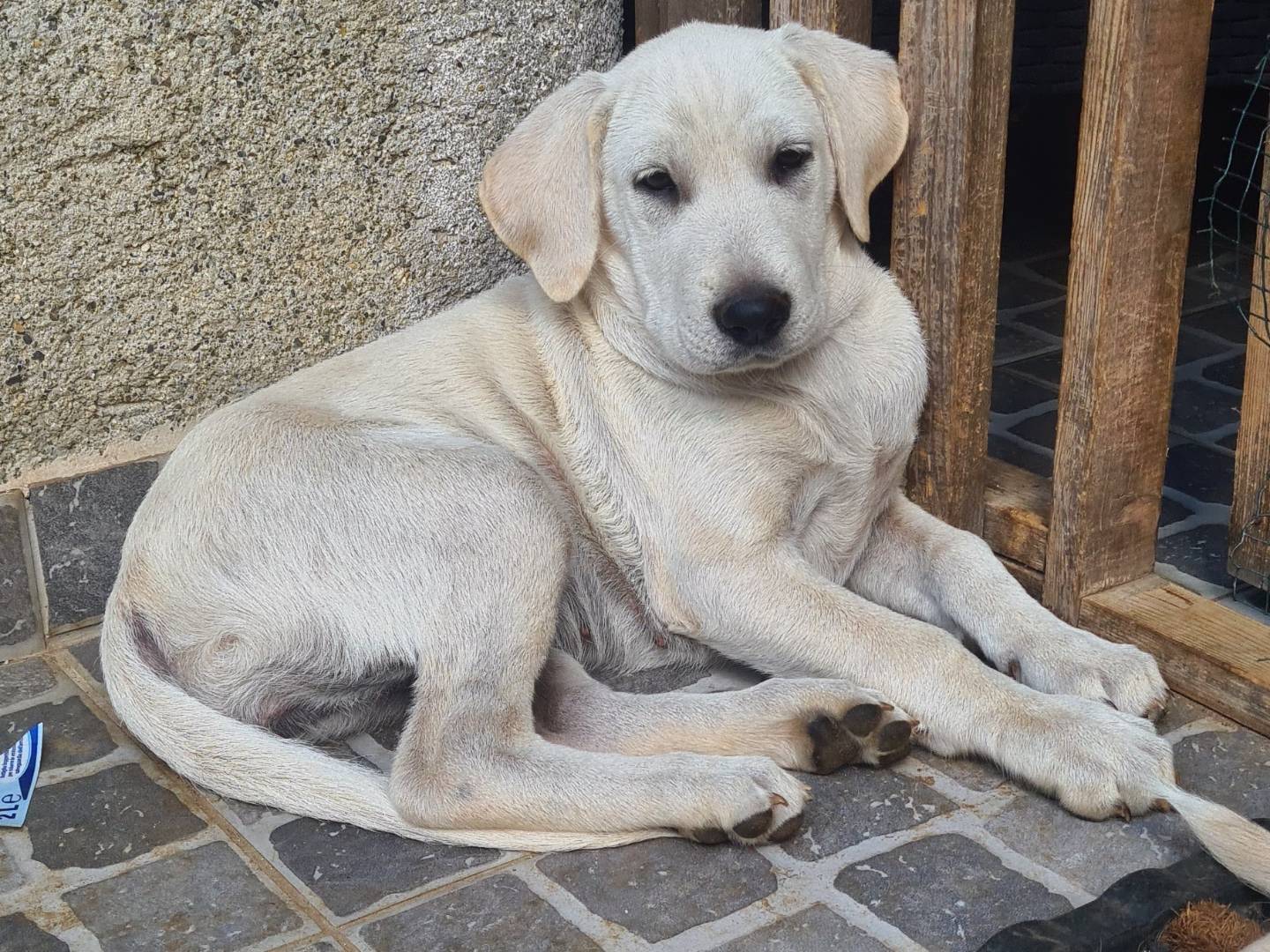 Adozione cane, femmina, Razza sconosciuta Razza sconosciuta, 3 mesi, taglia media, Verona