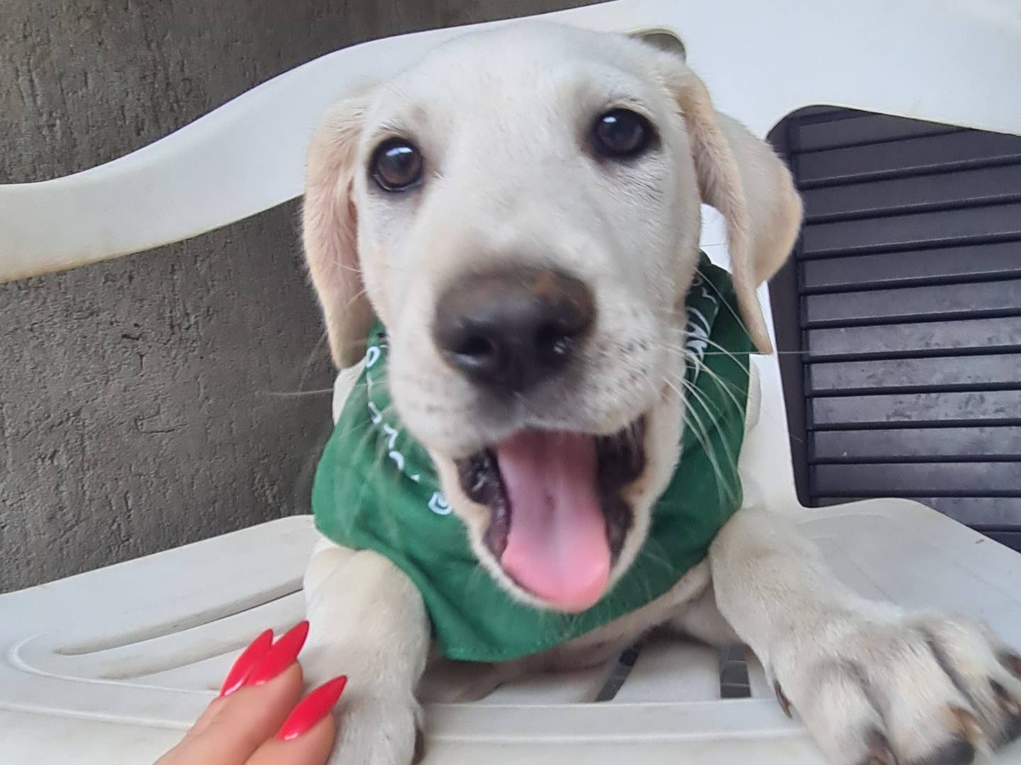 Adotta un cane, femmina, 3 mesi, Verona