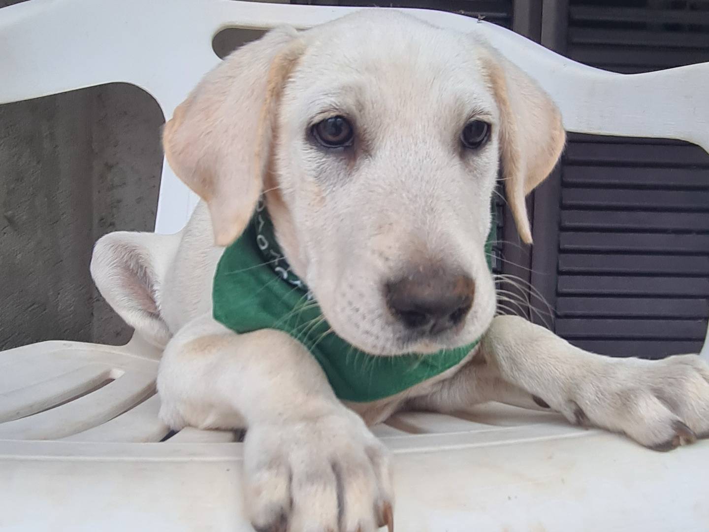 Adotta un cane, taglia media, femmina, Verona