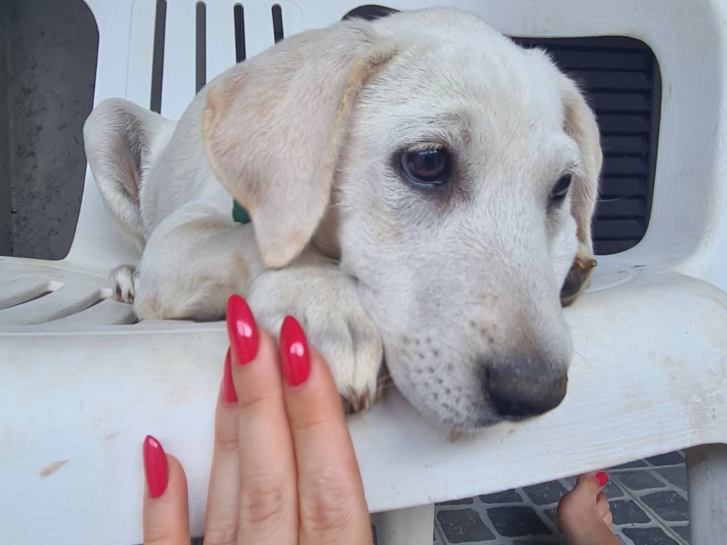 Vuoi adottare un cane a Verona?