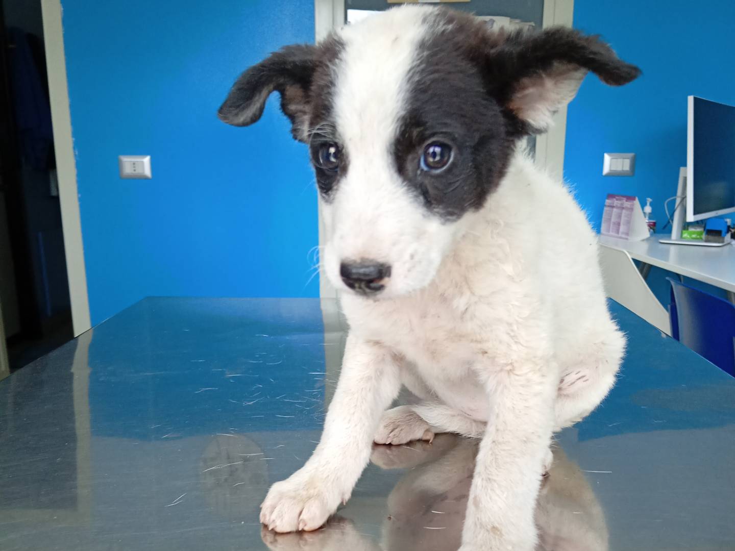 Foto 1 dell'animale