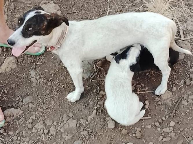 Vuoi adottare un cane a Monza?