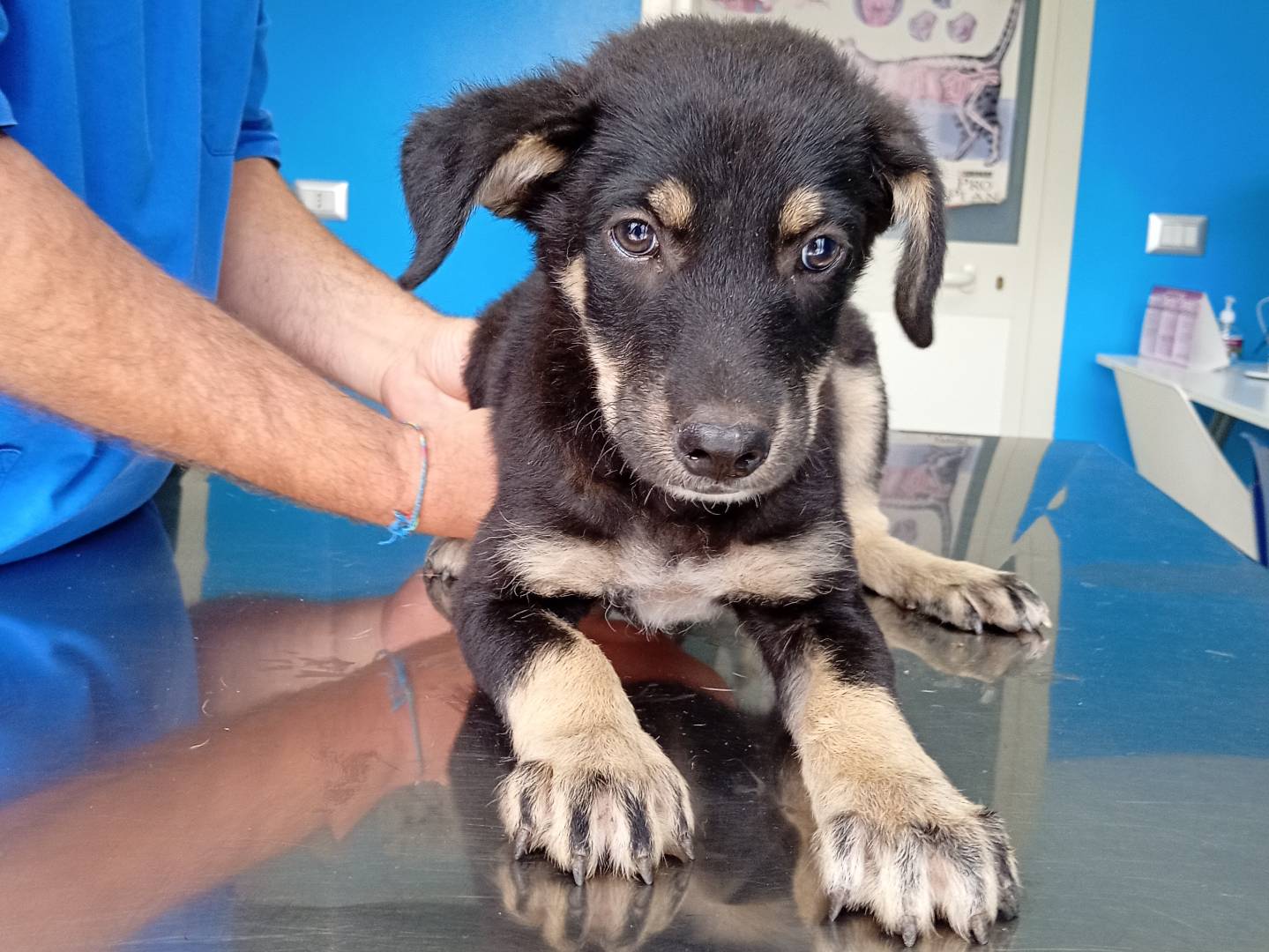 Adozione cane, femmina, Razza sconosciuta Razza sconosciuta, 3 mesi, taglia media contenuta, Monza