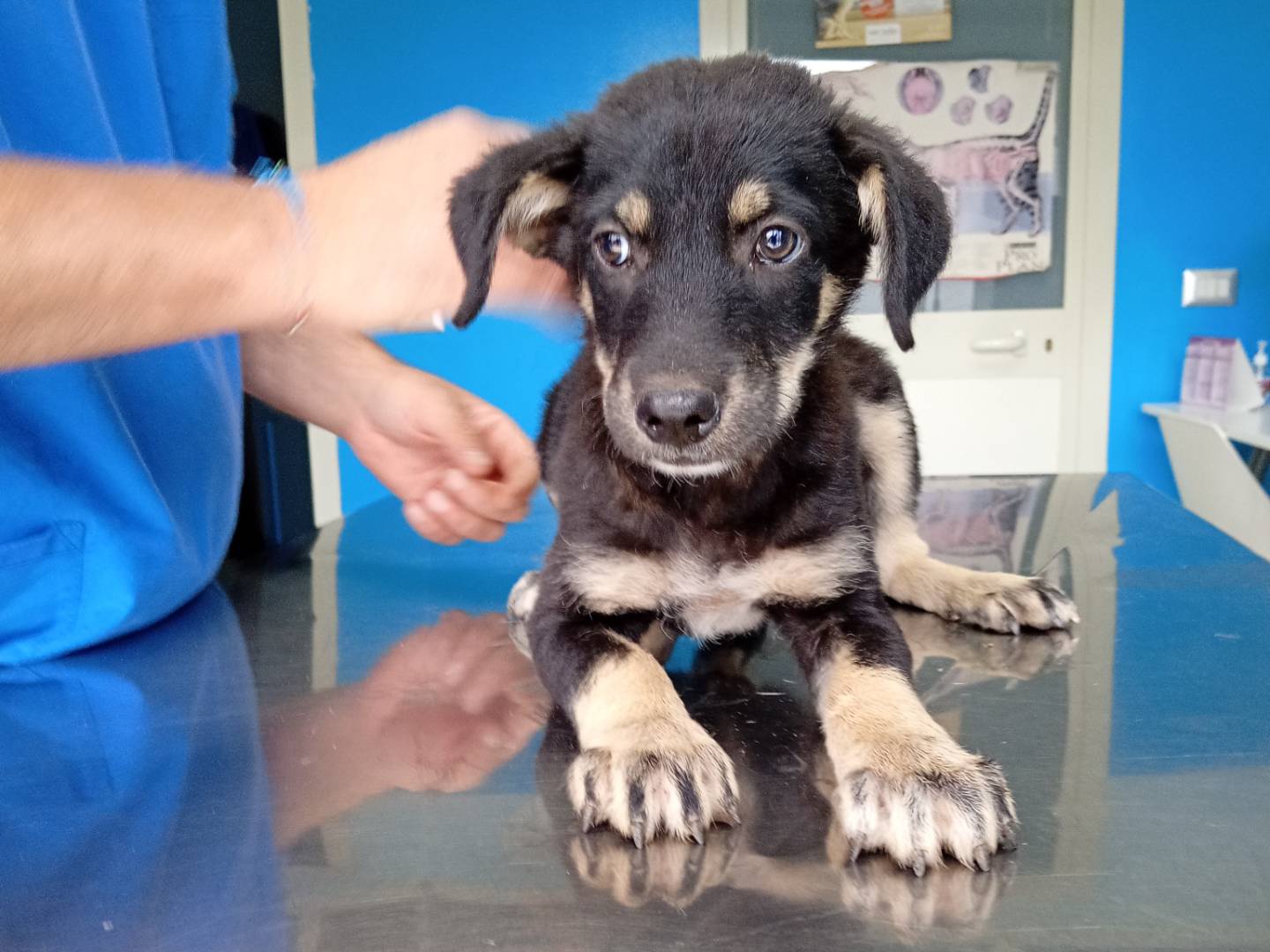Adotta un cane, femmina, 3 mesi, Monza
