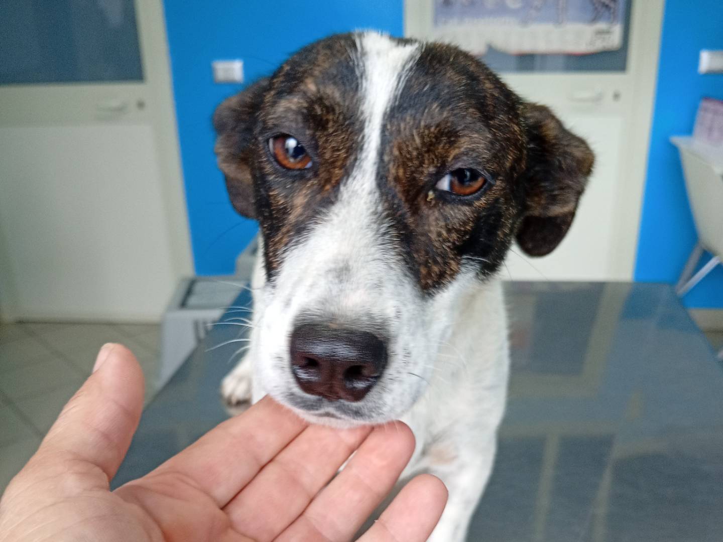 Adotta un cane, taglia media contenuta, femmina, Monza