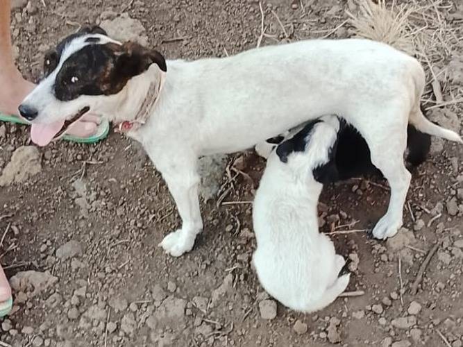 Vuoi adottare un cane a Monza?