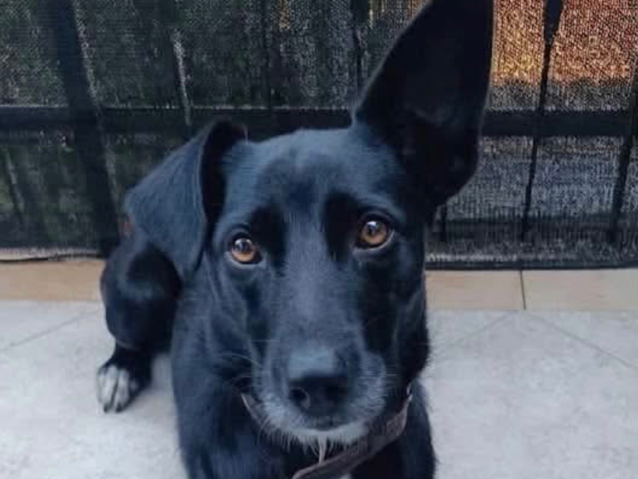 Adozione cane, femmina, Razza sconosciuta Razza sconosciuta, 1 anno e 11 mesi, taglia media, Trento