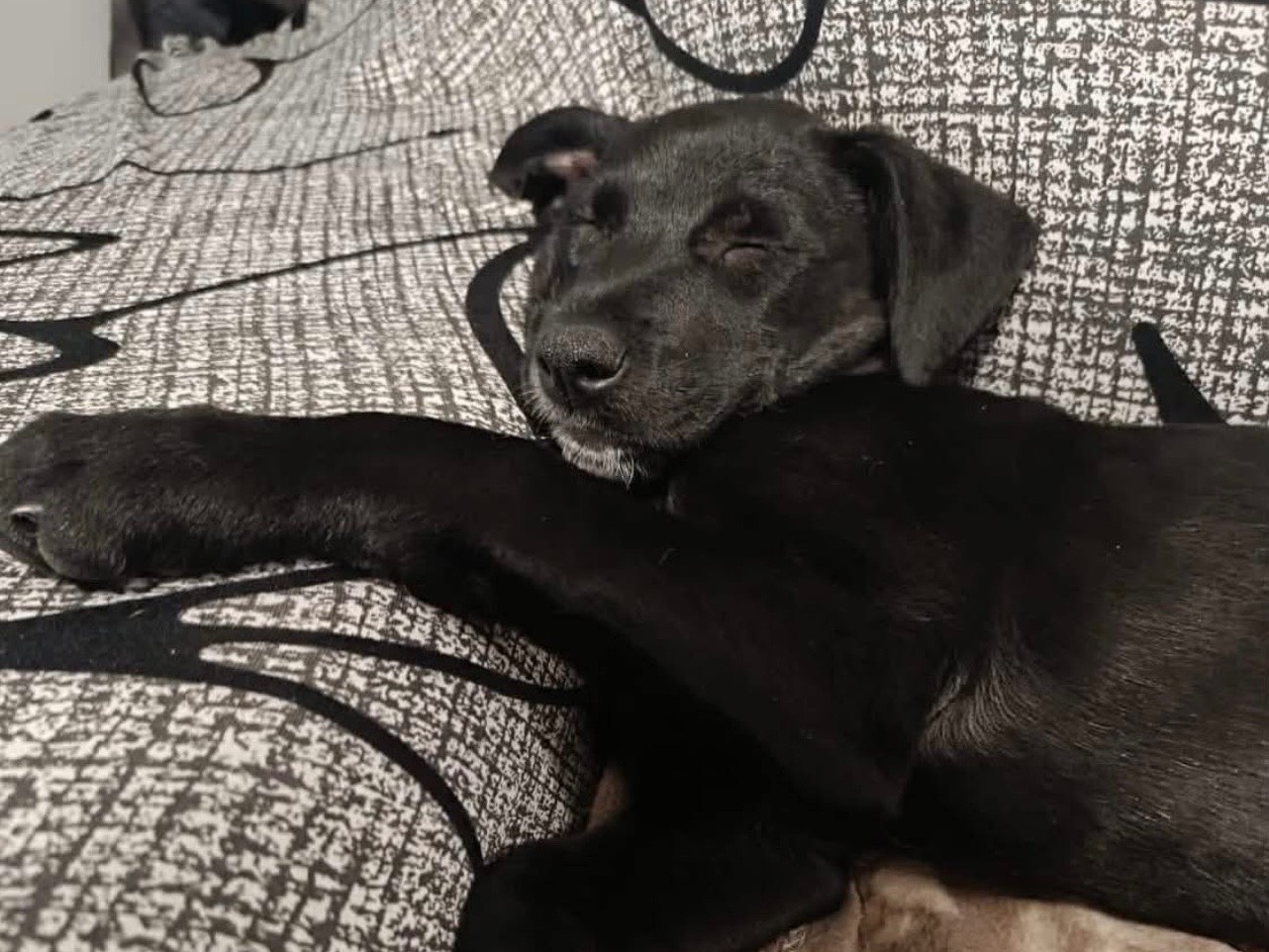 Adotta un cane, femmina, 1 anno e 11 mesi, Trento