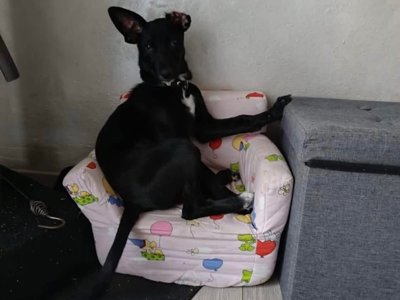 Adotta un cane, taglia media, femmina, Trento