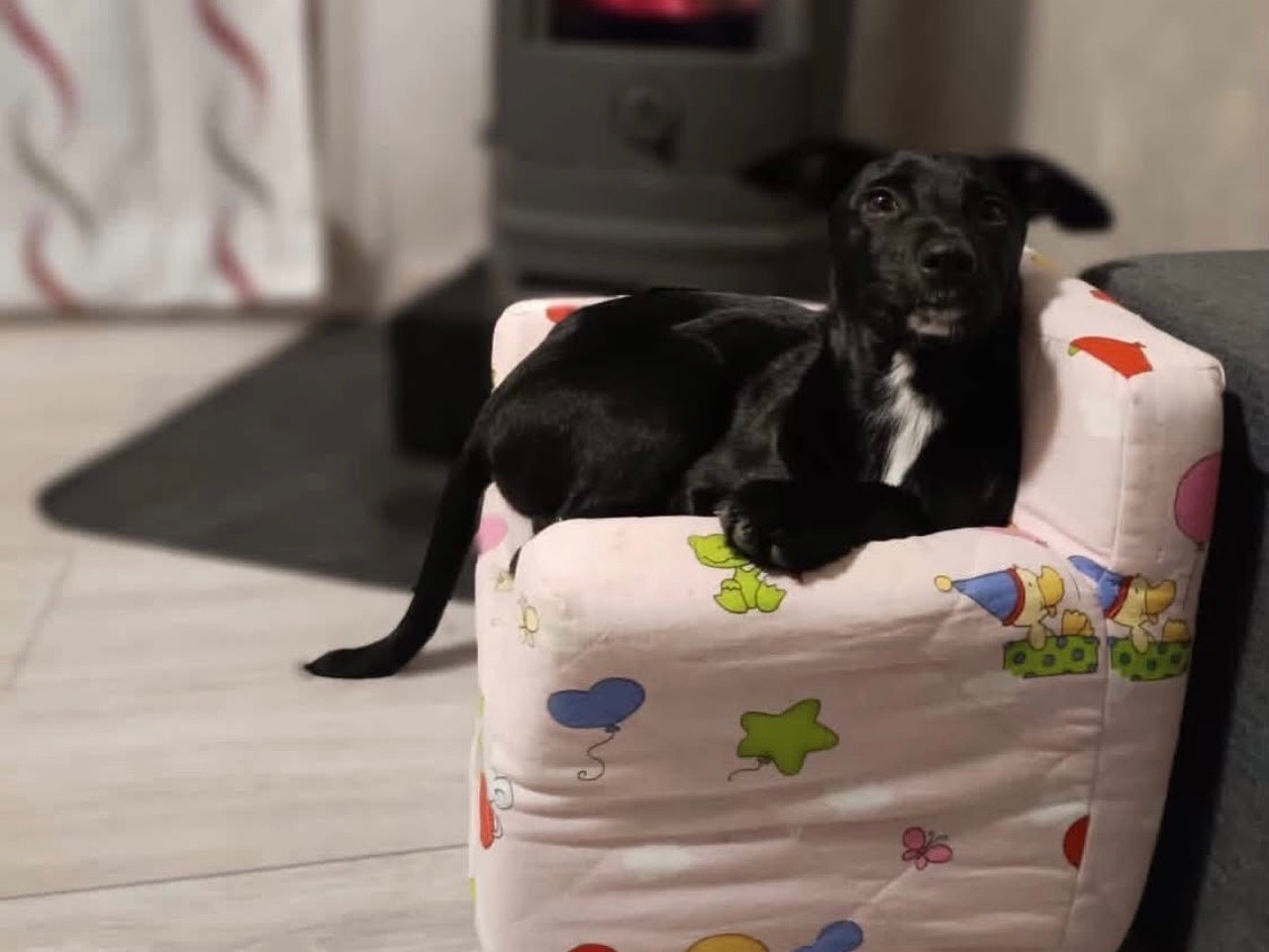 Vuoi adottare un cane a Trento?