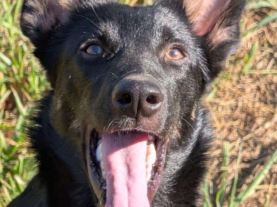 Adotta un cane, taglia media contenuta, maschio, Milano