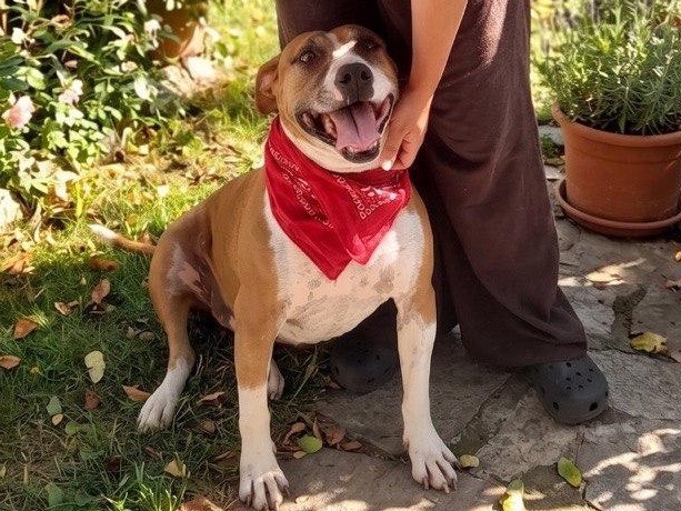 Foto 3 dell'animale