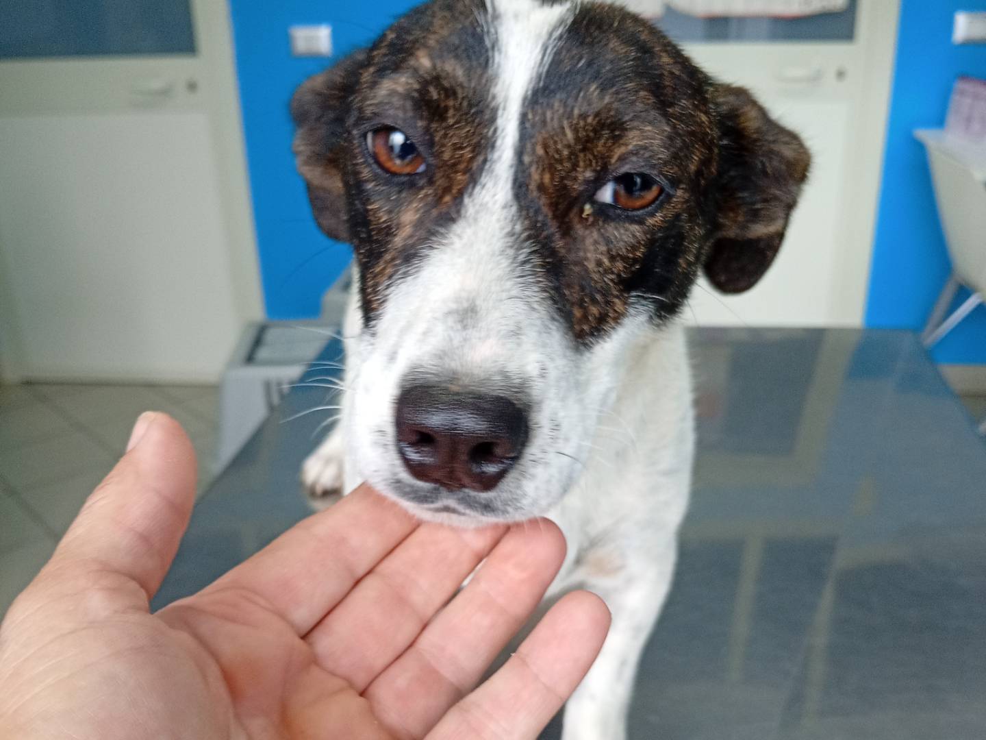 Adozione cane, femmina, Razza sconosciuta Razza sconosciuta, 2 anni e 2 mesi, taglia piccola, Varese
