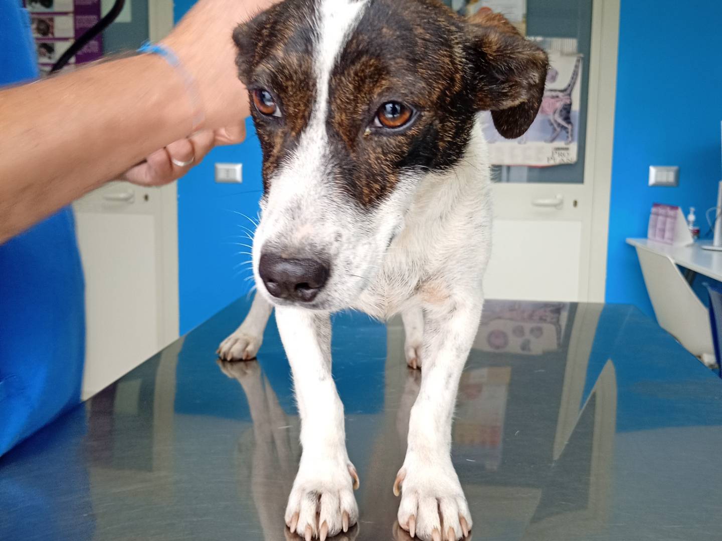 Adotta un cane, femmina, 2 anni e 2 mesi, Varese