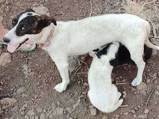 Adotta un cane, taglia piccola, femmina, Varese